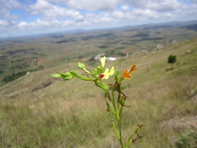 Cynorkis flexuosa, photographed by Romer N. Rabarijaona