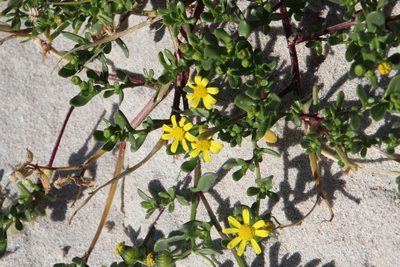 Senecio maritimus, photographed by Tony Rebelo