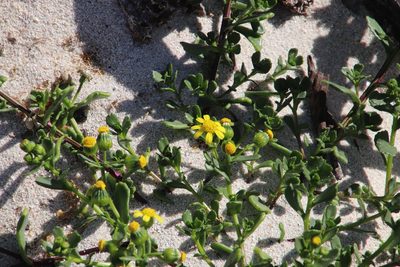 Senecio maritimus, photographed by Tony Rebelo