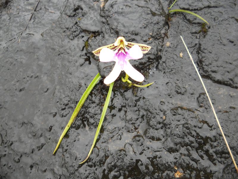 Cynorkis uniflora, photographed by Romer N. Rabarijaona