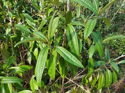 Miconia bicolor, photographed by Tom Field