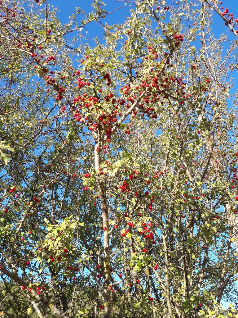 Crataegus heldreichii, photographed by Marina_Giann