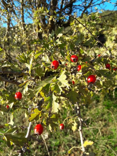 Crataegus heldreichii, photographed by Marina_Giann