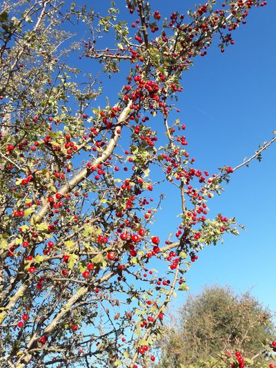 Crataegus heldreichii, photographed by Marina_Giann