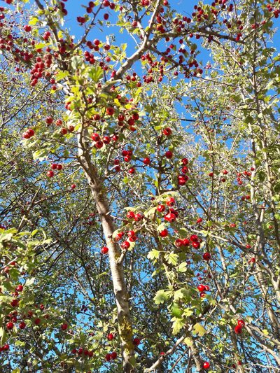 Crataegus heldreichii, photographed by Marina_Giann