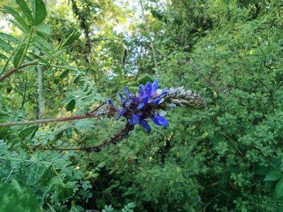 Dalea coerulea, photographed by sandy-espinozaf
