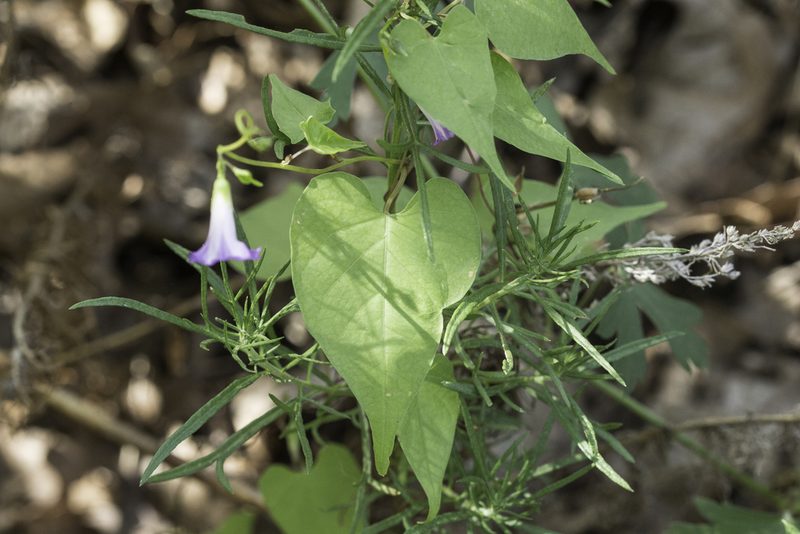 Ipomoea dumetorum, photographed by Craig Martin