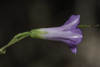 Ipomoea dumetorum, photographed by Craig Martin
