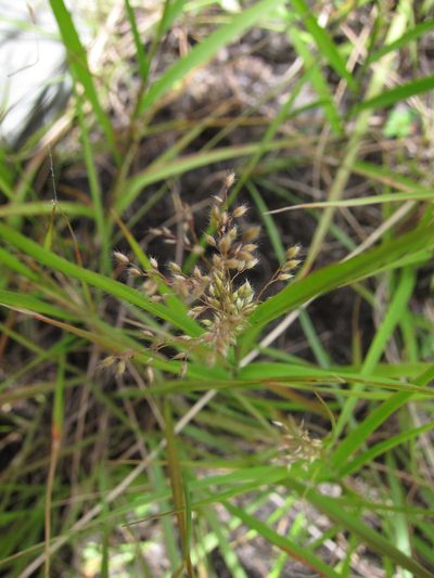 Panicum subhystrix, photographed by bat (Maria Vorontsova)