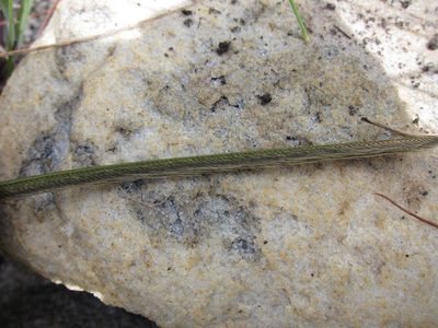 Ctenium concinnum, photographed by bat (Maria Vorontsova)