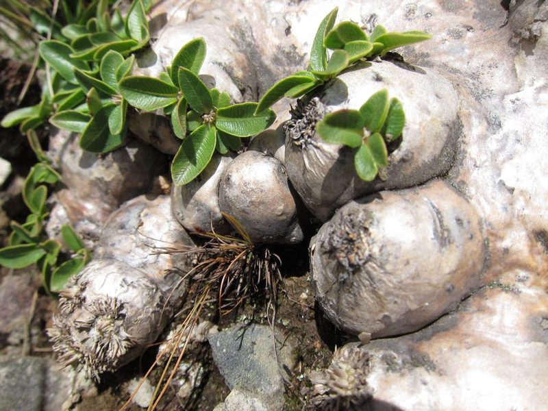 Pachypodium brevicaule, photographed by bat (Maria Vorontsova)