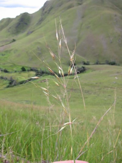 Chrysopogon serrulatus, photographed by bat (Maria Vorontsova)