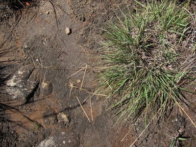 Craspedorhachis africana, photographed by bat (Maria Vorontsova)