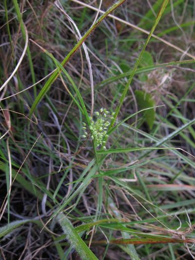Panicum subhystrix, photographed by bat (Maria Vorontsova)