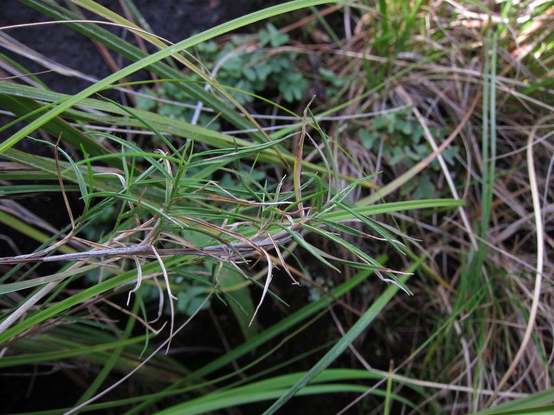 Panicum subhystrix, photographed by bat (Maria Vorontsova)