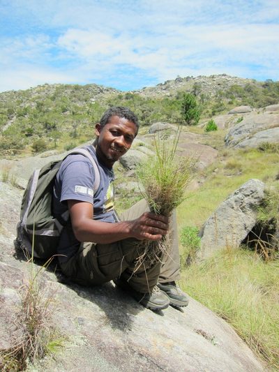 Panicum subhystrix, photographed by bat (Maria Vorontsova)