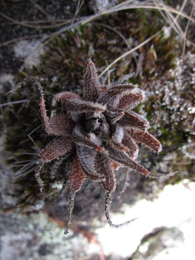 Aloe parvula, photographed by bat (Maria Vorontsova)