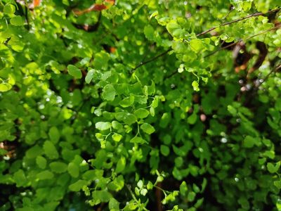 Adiantum poiretii, photographed by sandy-espinozaf