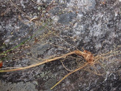 Panicum ibitense, photographed by bat (Maria Vorontsova)