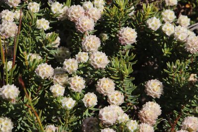 Lachnaea densiflora, photographed by Tony Rebelo