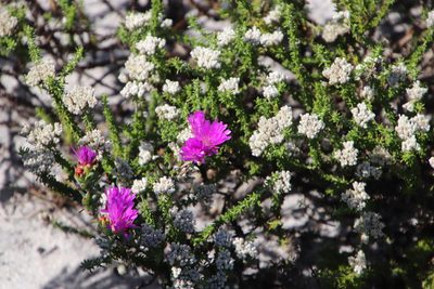 Lampranthus glomeratus, photographed by Tony Rebelo