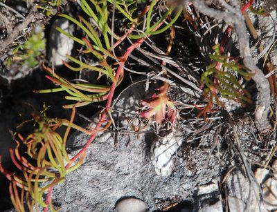 Serruria decumbens, photographed by Tony Rebelo