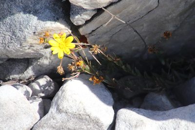 Osteospermum polygaloides, photographed by Tony Rebelo