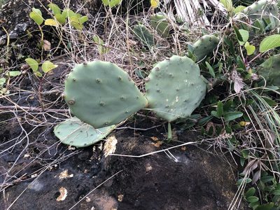 Opuntia mesacantha, photographed by vankat