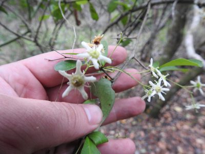 Gymnosporia nemorosa, photographed by Matthew Fainman