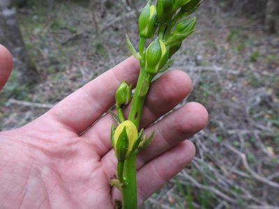 Eulophia speciosa, photographed by Matthew Fainman
