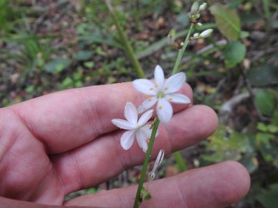 Chlorophytum comosum, photographed by Matthew Fainman