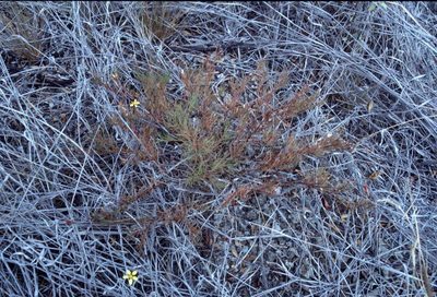 Pectis tenuifolia, photographed by Simon Tonge