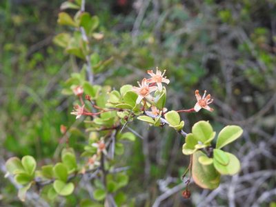 Gymnosporia nemorosa, photographed by Matthew Fainman