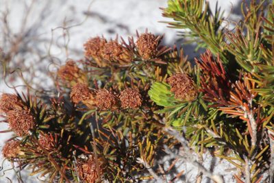 Agathosma hookeri, photographed by Tony Rebelo