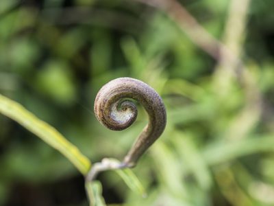 Parsonsia capsularis, photographed by Cara-Lisa Schloots