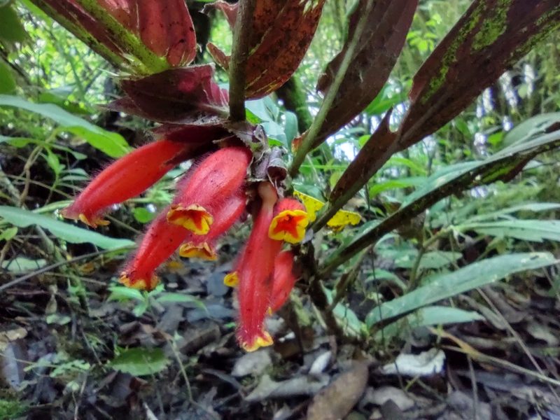 Columnea dimidiata, photographed by Cristina Romero Ríos