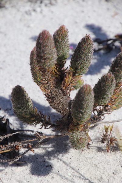 Anthospermum bergianum, photographed by Tony Rebelo