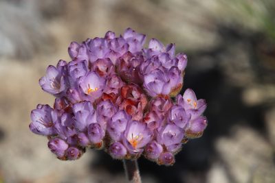 Dilatris pillansii, photographed by Tony Rebelo