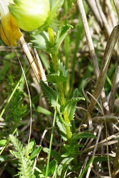 Rhinanthus borbasii, photographed by Patrick Hacker