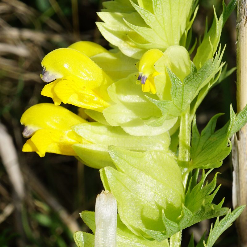 Rhinanthus borbasii, photographed by Patrick Hacker