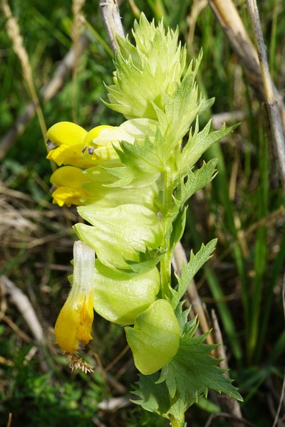 Rhinanthus borbasii, photographed by Patrick Hacker