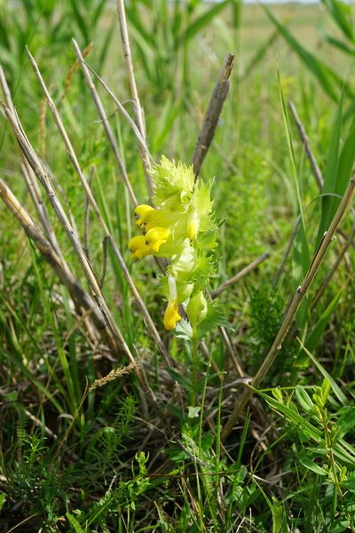 Rhinanthus borbasii, photographed by Patrick Hacker
