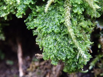 Lejeunea cavifolia, photographed by Carminda Santos