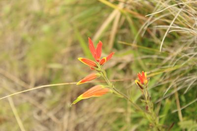 Castilleja integrifolia, photographed by Andrés Ramírez-Barrera