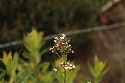 Valeriana pilosa, photographed by Andrés Ramírez-Barrera