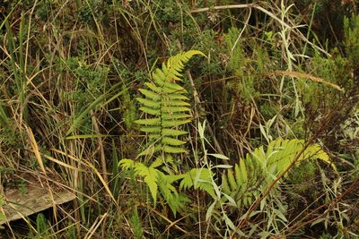 Dryopteris wallichiana, photographed by Andrés Ramírez-Barrera