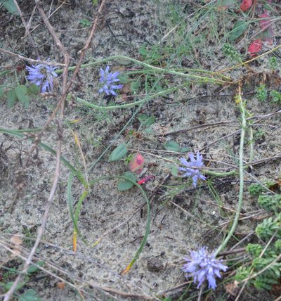 Jasione maritima, photographed by Donald Davesne