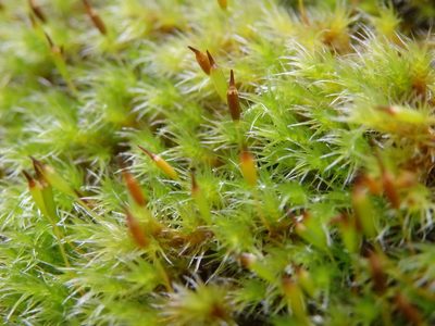 Bucklandiella heterosticha, photographed by Carminda Santos