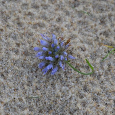 Jasione maritima, photographed by Donald Davesne