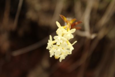 Epidendrum chioneum, photographed by Andrés Ramírez-Barrera